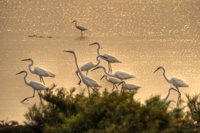 Great Egret