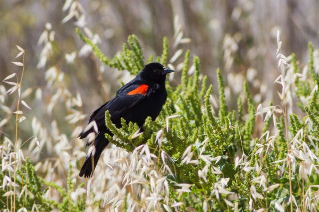 Red-winged Blackbird