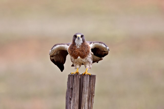 Swainson’s Hawk