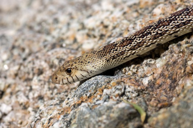 Gopher Snake