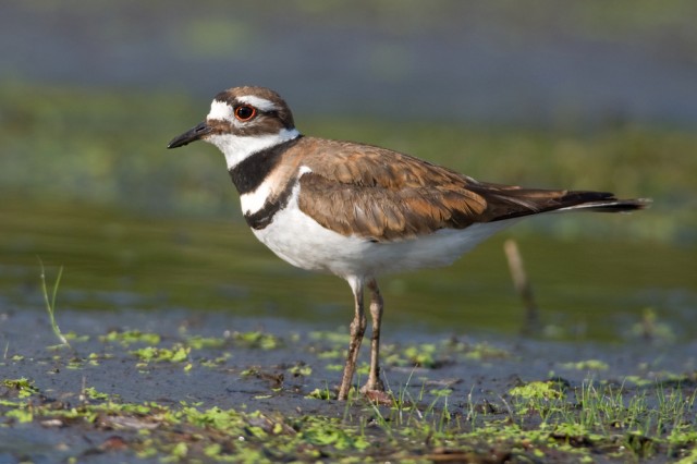 killdeer-640x426.jpg