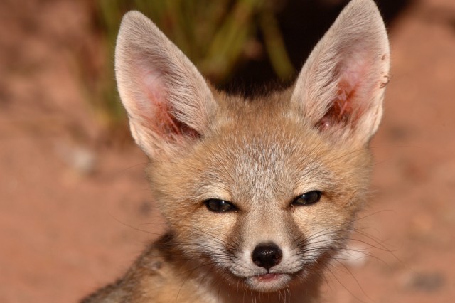 San Joaquin Kit Fox