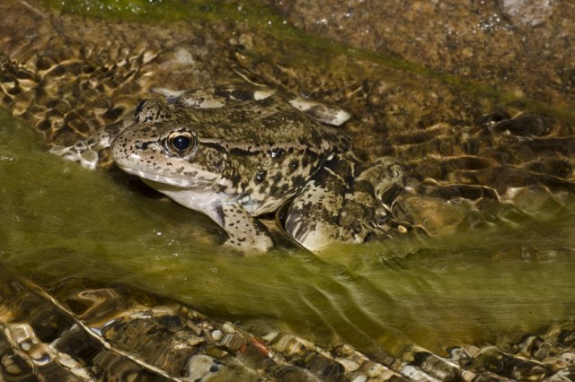 California Red Legged Frog