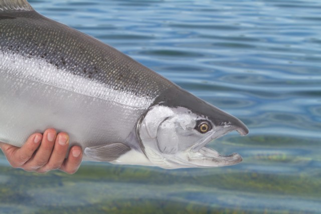 Chinook / King Salmon