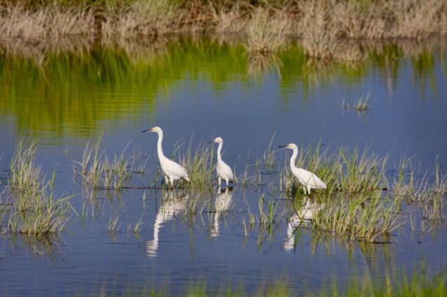 Wetlands