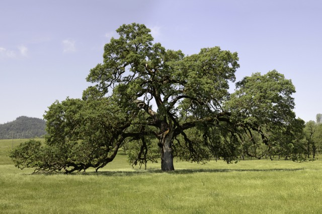 Valley Oak