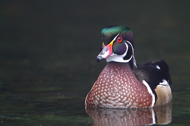 Wood Duck