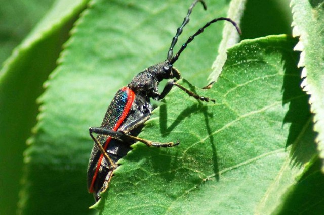 Valley Elderberry longhorn Beetle