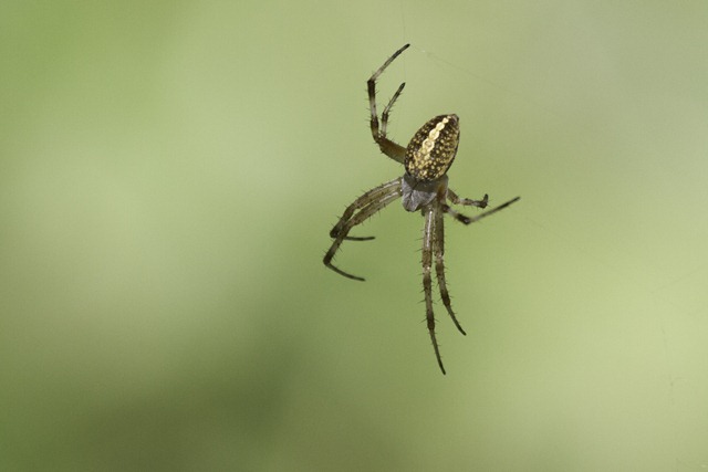 It's spooky spider season in the Midwest: Meet the orb weaver