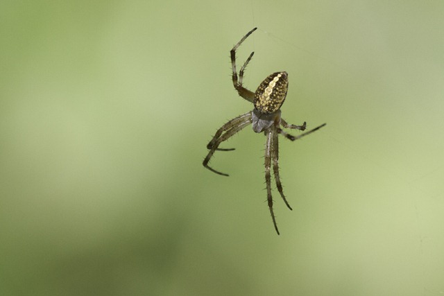 Why Jumping Spiders Spend All Night Hanging Out — Literally