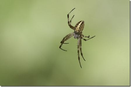 Barn Spider 110707 002