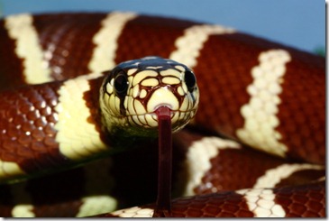 California King snake