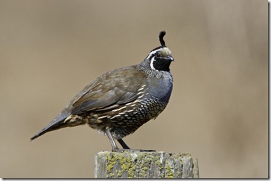 California Quail