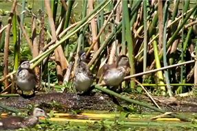 Baby duck