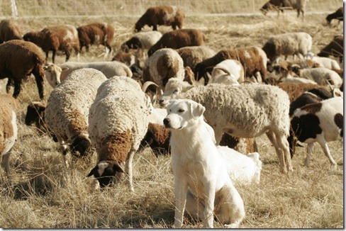 Sheep goats and dog (White)
