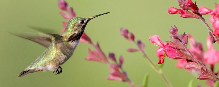 Calliope humingbird