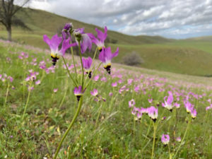 Panoche valley super bloom