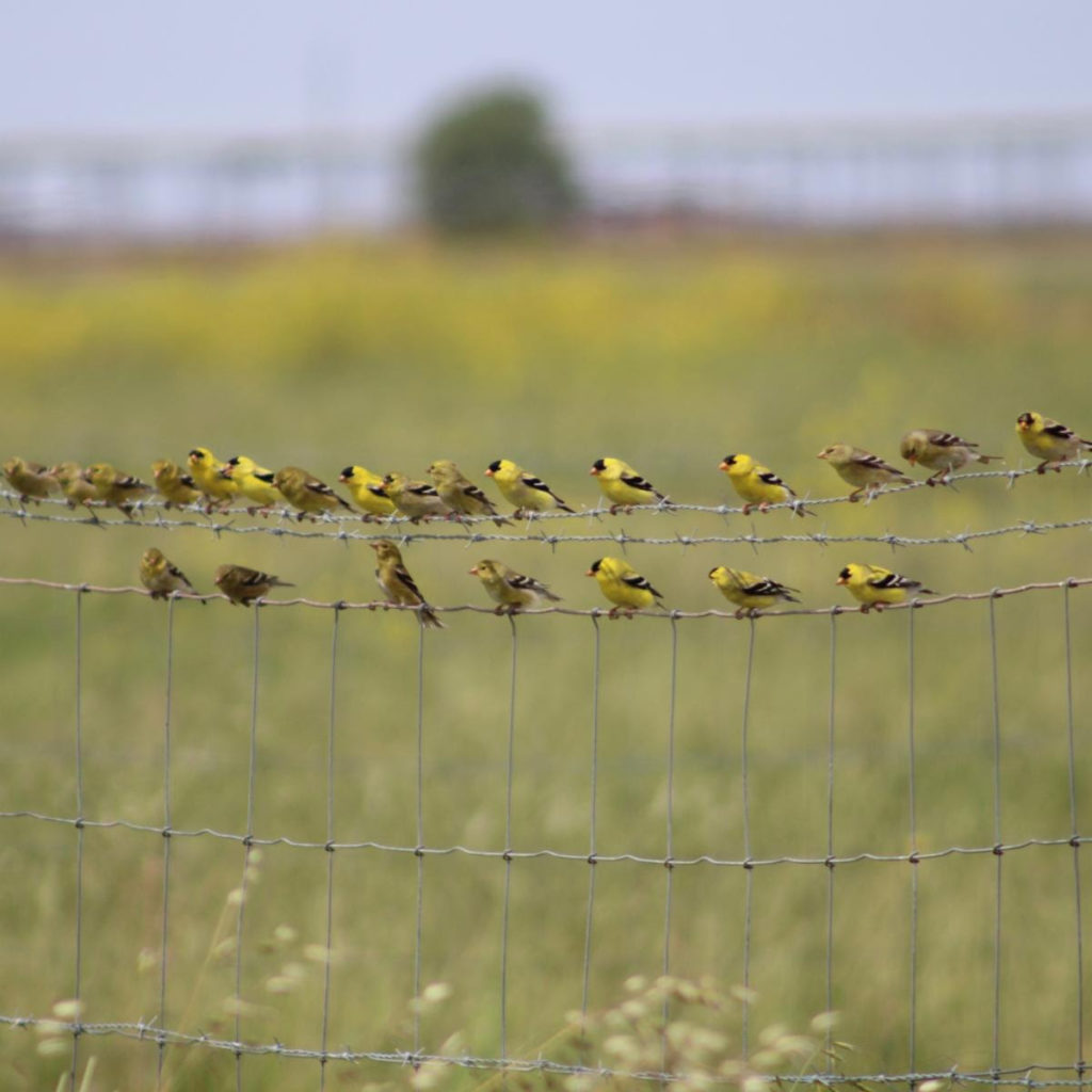 Finches sitting on a fence