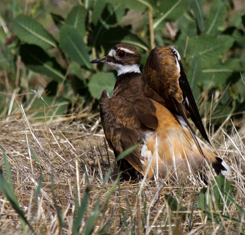 Killdeer