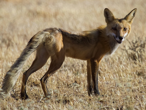 Red fox in field