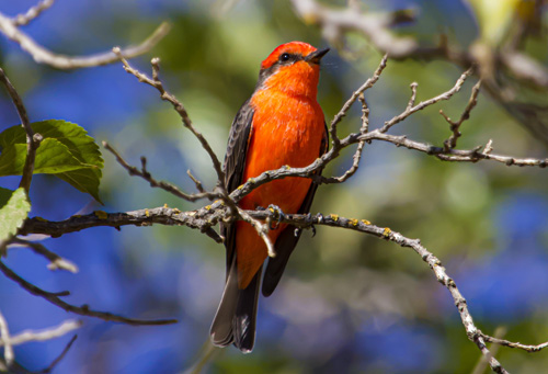 Vermillion Flycatcher perched on tree branch