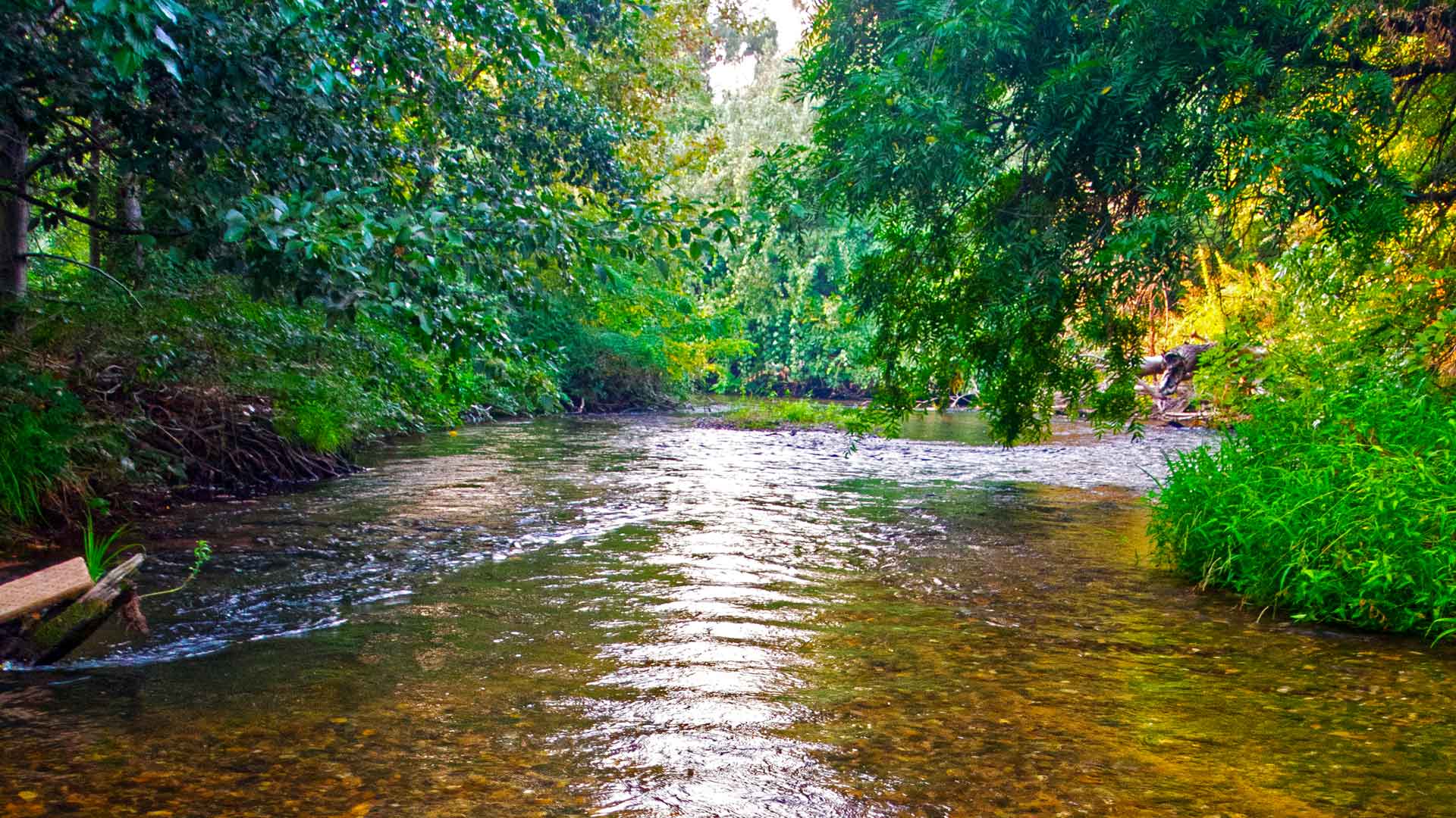 Stream surrounded by trees and bushes