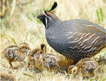 quail-and-chicks